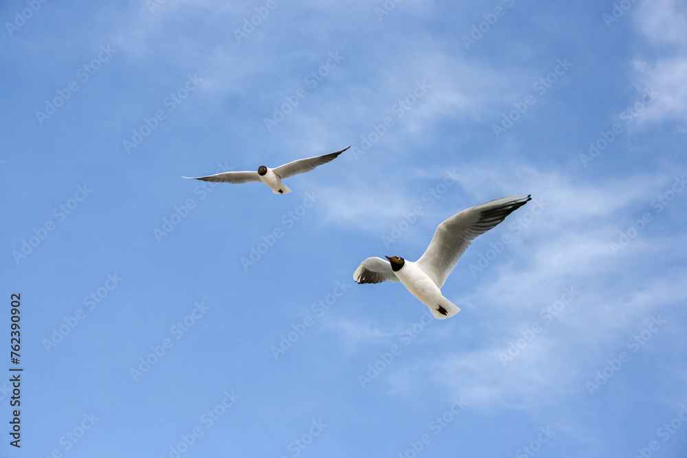 Möwen gleiten im Wind vor blauem Himmel mit Schleierwolken Möwen gleiten im Wind vor blauem Himmel mit Schleierwolken