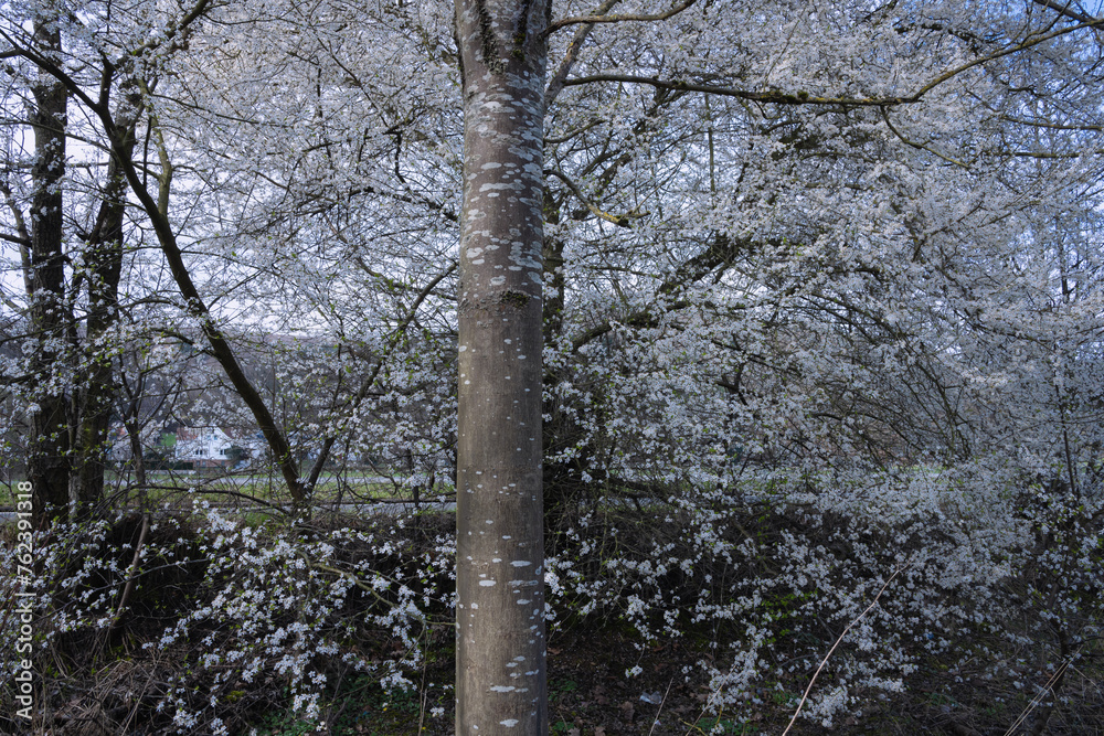 Fototapeta premium Natur im März, Blühen und Farbe