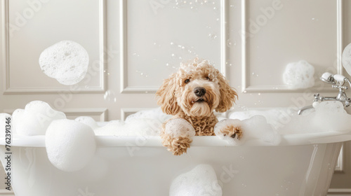 Bathing of the cute poodle. Happy dog taking a bubble bath with his paws up on the rim of the tub. Showering of happy poodle at grooming salon. beauty treatment photo