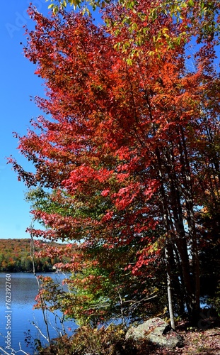 vibrant Autumn tree near water with red orange leaves near a lake, blue sky and Autumn forest in the background