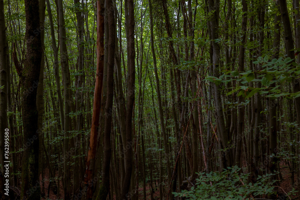 Obraz premium Lush moody green forest. Carbon net zero concept background