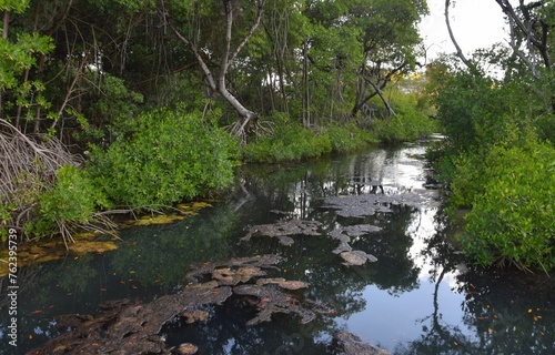 diverse mangrove ecosystem landscape at Rif Mangrove Park on the island of Curacao