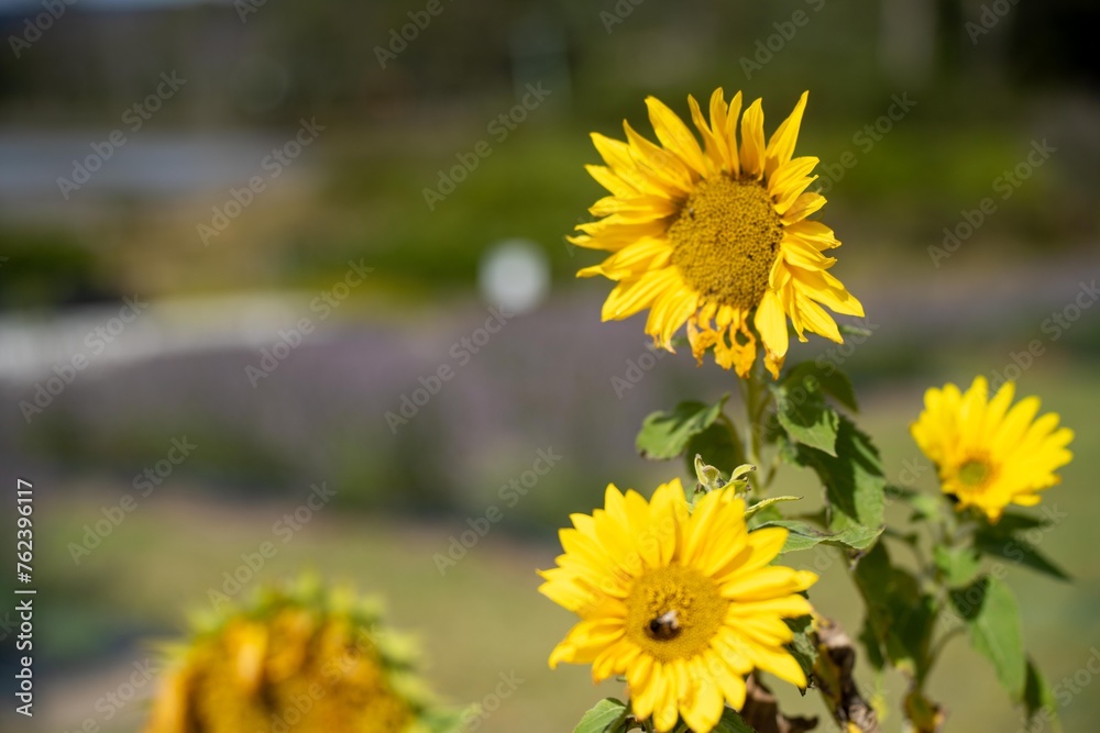sunflowers growing in a garden in australia sunflowers growing in a garden in australia
