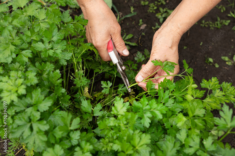 a woman collects parsley in the garden. home gardening and cultivation of greenery concept a woman collects parsley in the garden. home gardening and cultivation of greenery concept