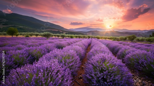 The sun is seen setting in the background of a vast field filled with blooming lavender flowers  creating a stunning natural scene. The purple flowers stand out against the warm glow of the setting su
