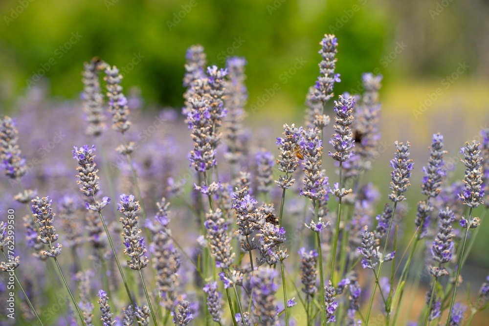 Obraz premium Growing a lavender cropin rows in a beautiful field. Purple lavender