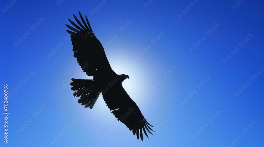 A large Wedge-tailed Eagle gracefully flies through a clear blue sky, showcasing its impressive wingspan and powerful flight capabilities. The bird dominates the sky with its impressive size and majes
