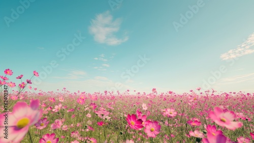 cosmos flowers dancing in a vibrant flower field against a backdrop of serene blue sky, offering ample space for text to convey your message.