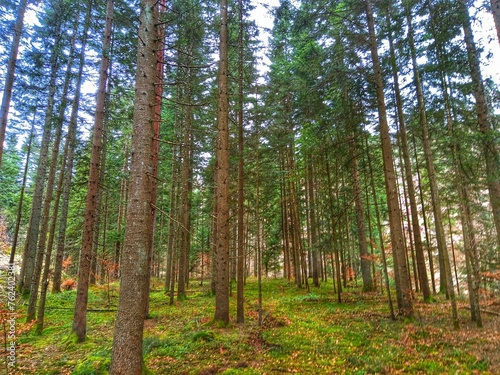 Forest and mountain. Landskape. Background.