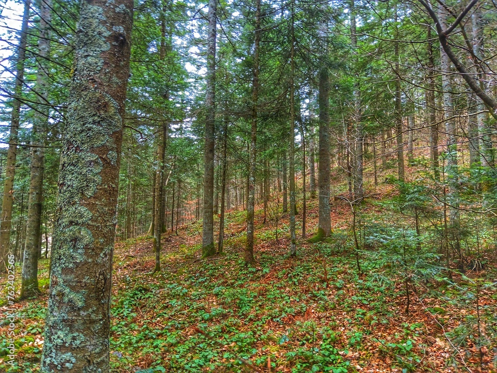 Fototapeta premium Forest and mountain. Landskape. Background.