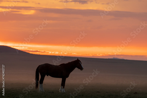 Wild Horse at Sunrise in the Utah Desert