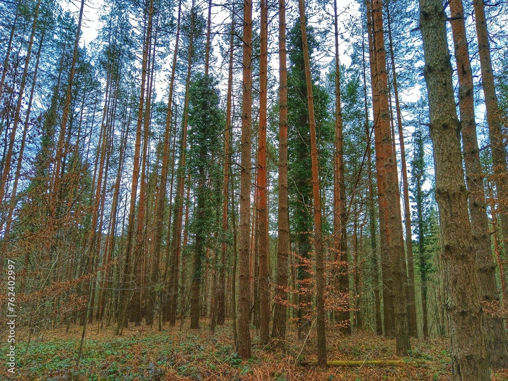 Fototapeta premium Forest and mountain. Landskape. Background.