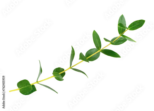 Eucalyptus Parvifolia (Parvula) or Small Leaved Gum green branch isolated on white background © FireflyLight