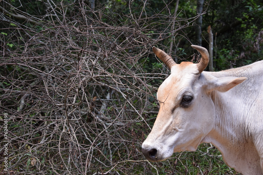 white cow close up portrait with dry bushes background