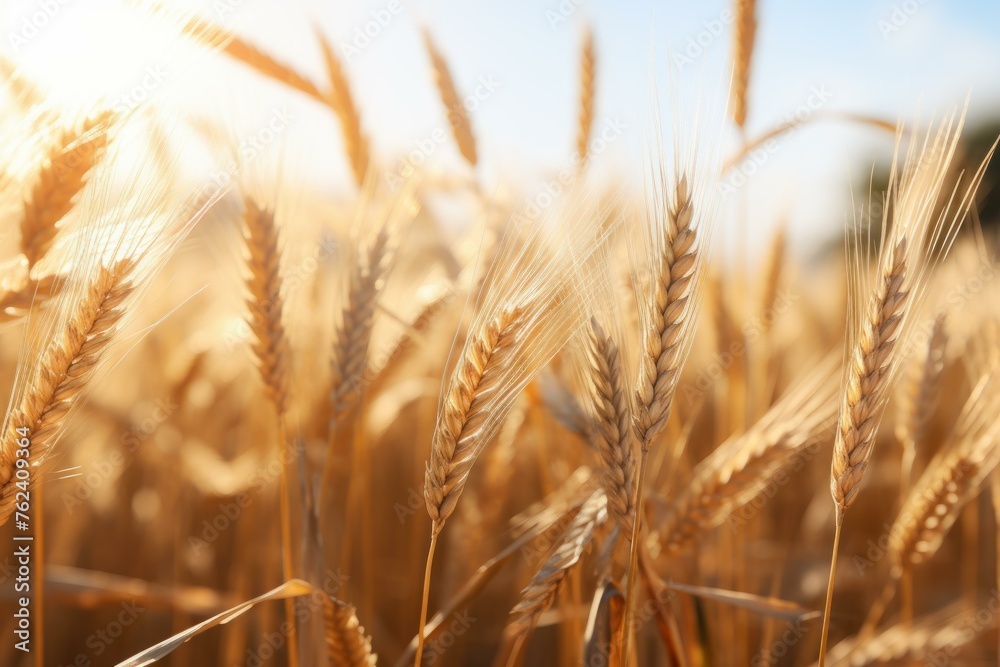 Fototapeta premium Lush Rye field. Harvest nature crop. Generate Ai