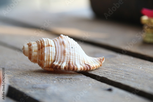 Seashell on a wooden background. Summer time concept.