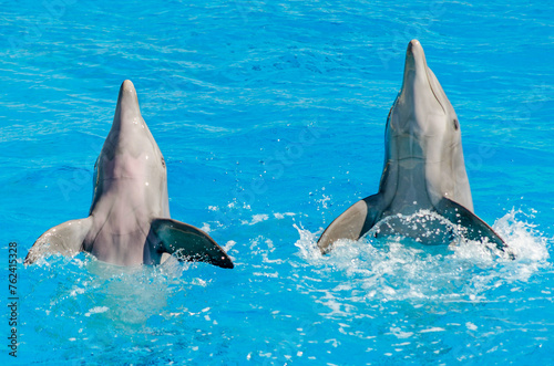 A Pair Dolphins Swim in the Pool and Flip their Fins. Sided Couple of Dolphins Play in Blue Waters. © Nikolaos