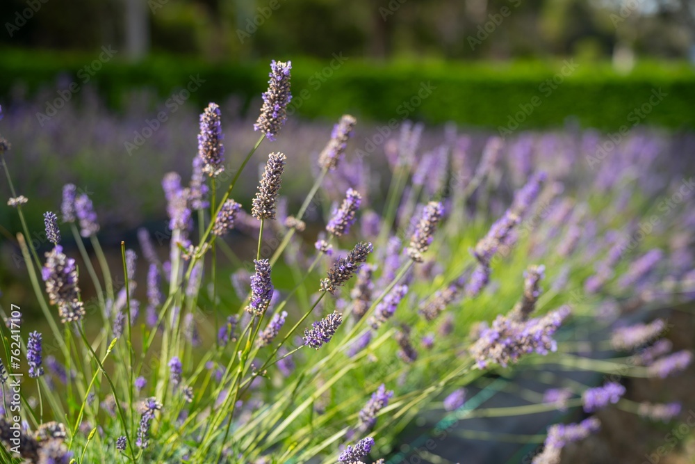 Obraz premium Growing a lavender cropin rows in a beautiful field. Purple lavender