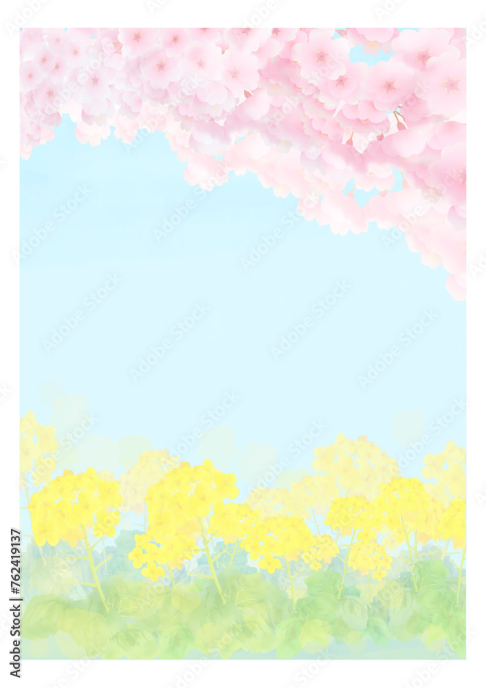 水彩風の菜の花と満開の桜の背景