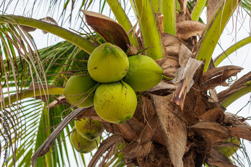 Coconuts with Delicious and Refreshing Coconut Water in Large Quantities on the Coconut Tree