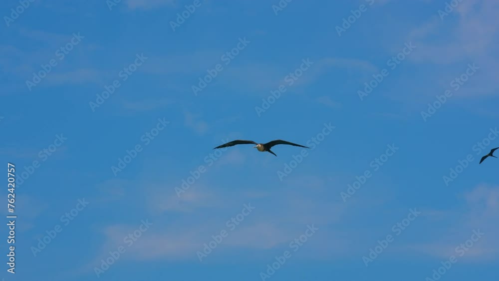 Birding in the Caribbean: flying Frigate bird in Super Slow Motion 4K 120fps Birding in the Caribbean: flying Frigate bird in Super Slow Motion 4K 120fps