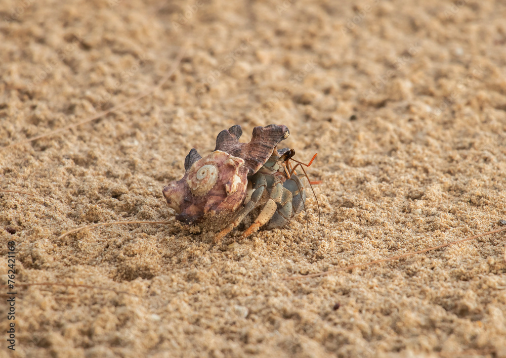 crayfish on the sand