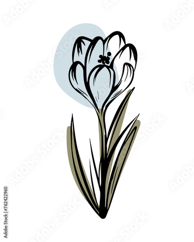 Crocus in sketch style with abstract color shapes, hand-drawn isolated on white background. Floral sketch for print designs, signage, flower shops, logos in black and white.