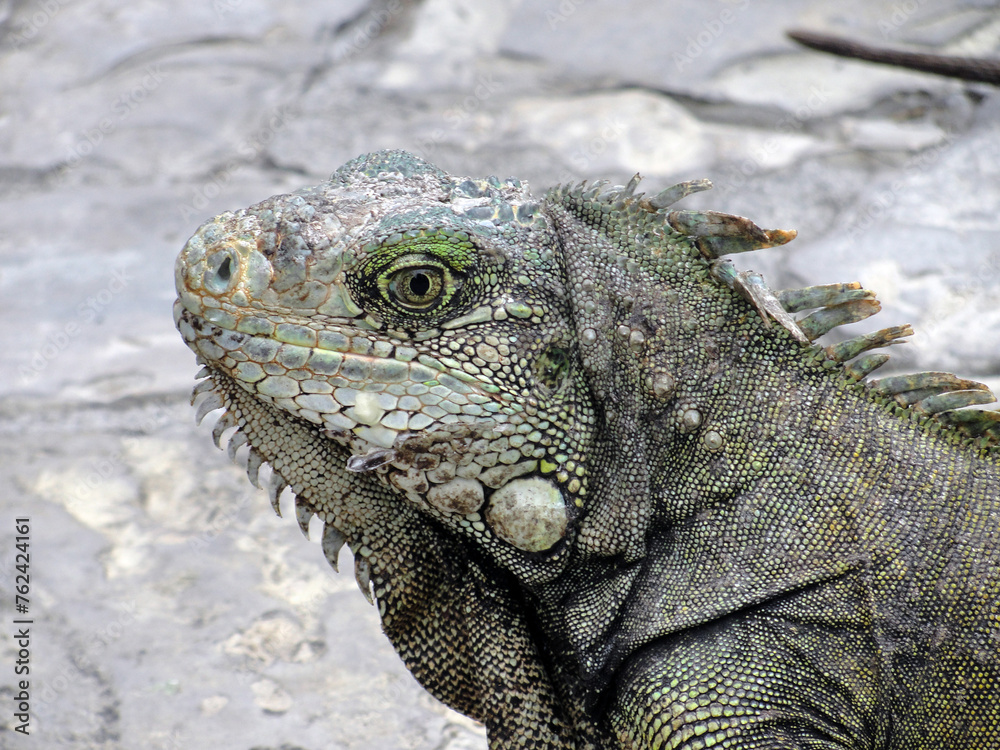 Iguana on a tree Iguana on a tree