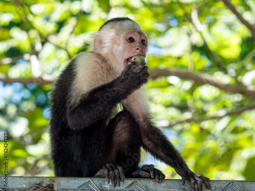 Quadro em tela singe qui mange
