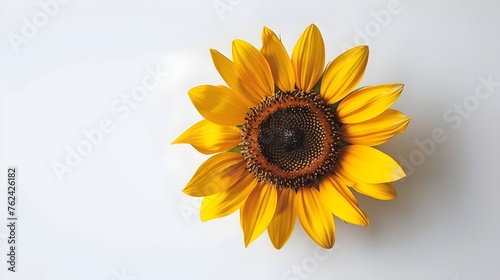 Vibrant Sunflower on a Plain Background