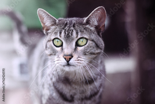 portrait of a cat