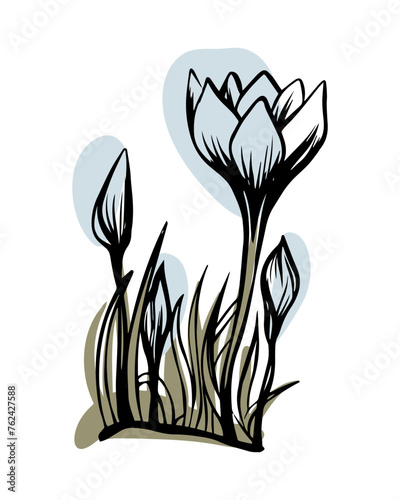 Crocus in sketch style with abstract color shapes, hand-drawn isolated on white background. Floral sketch for print designs, signage, flower shops, logos in black and white.