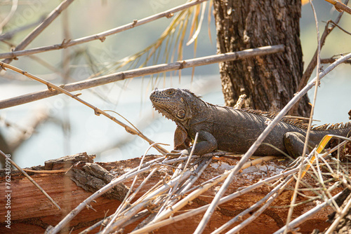 Iguana on a tree, Sumidero Canyon,Mexico