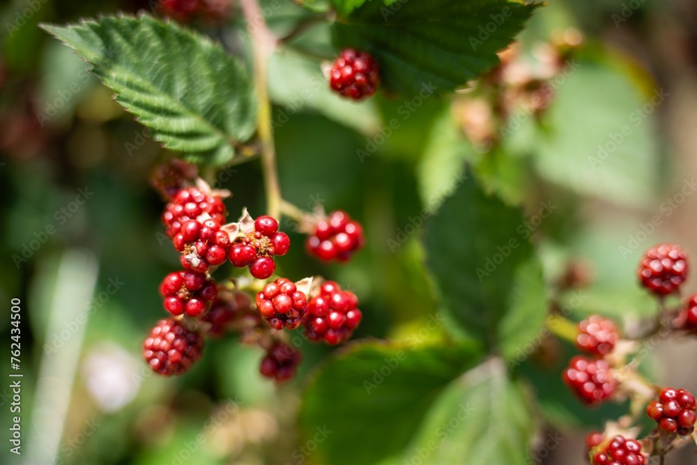 Foraging blackberries in the wild in tasmania australia. Harvesting berries, picking blackberries in summer in australia, wild berries in a garden Foraging blackberries in the wild in tasmania australia. Harvesting berries, picking blackberries in summer in australia, wild berries in a garden
