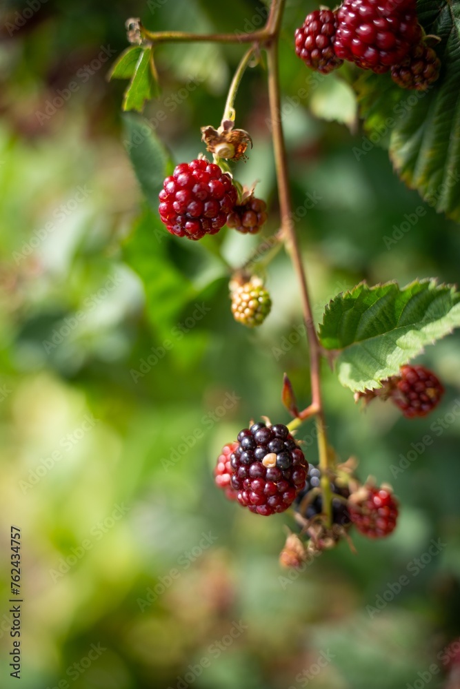 Foraging blackberries in the wild in tasmania australia. Harvesting berries, picking blackberries in summer in australia, wild berries in a garden Foraging blackberries in the wild in tasmania australia. Harvesting berries, picking blackberries in summer in australia, wild berries in a garden
