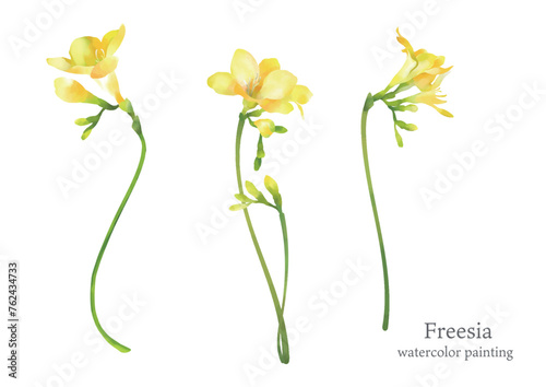 yellow freesia, water color painting