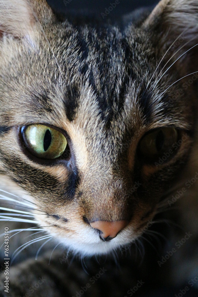 portrait of a cat portrait of a cat
