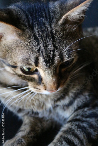 close up of a cat © Denis