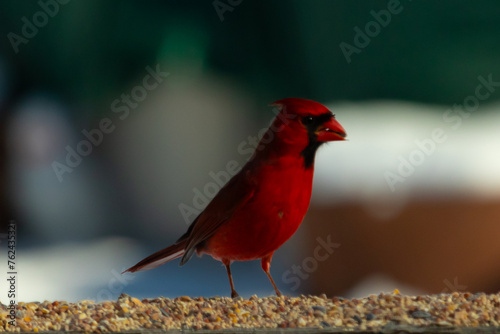 This beautiful cardinal came out to the wooden railing for some birdseed. The brightly red colored bird looks so pretty with his mohawk and black mask. This is a male and is looking for some food. © Larry