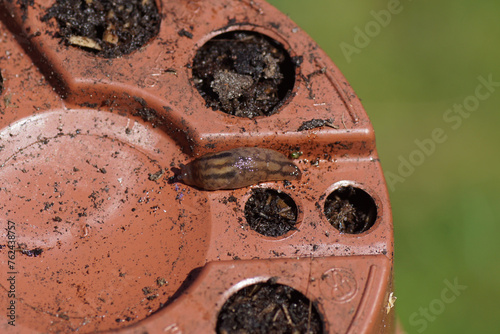 Underside of a plastic plant pot with a young Greenhouse Slug (Ambigolimax valentianus), family keelback slugs (Limacidae). Spring, March. Dutch garden photo