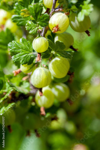 View to fresh green gooseberries on a branch of gooseberry bush in the garden.