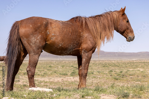 Wild Horse in the Utah Desert in Spring