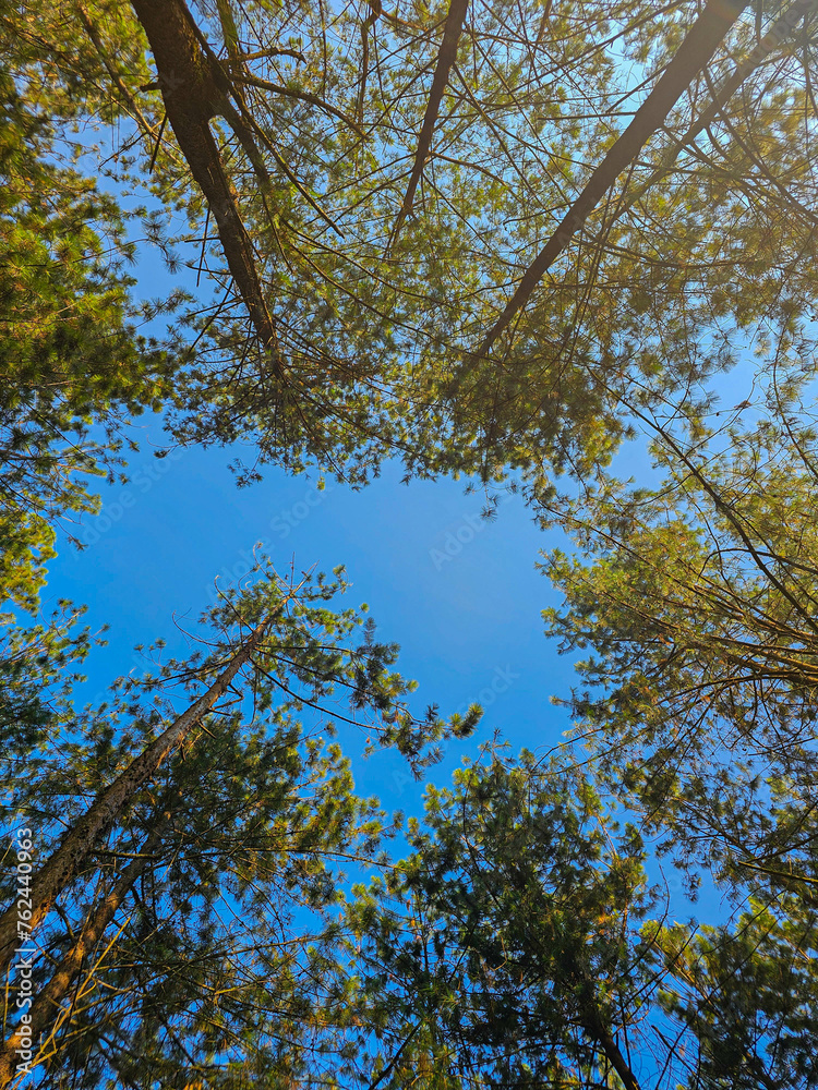 Obraz premium trees under the sky blue