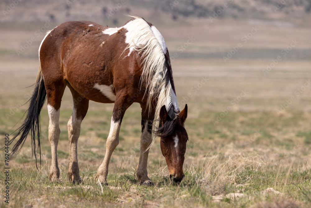 Wild Horse in the Utah Desert in Spring Wild Horse in the Utah Desert in Spring