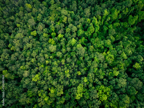 Aerial top view of green trees in forest. Drone view of dense green tree captures CO2. Green tree nature background for carbon neutrality and net zero emissions concept. Sustainable green environment.