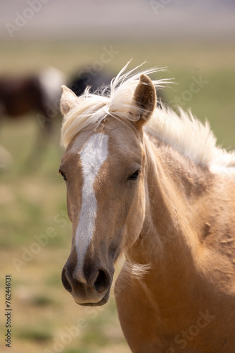 Wild Horse in the Utah Desert in Spring