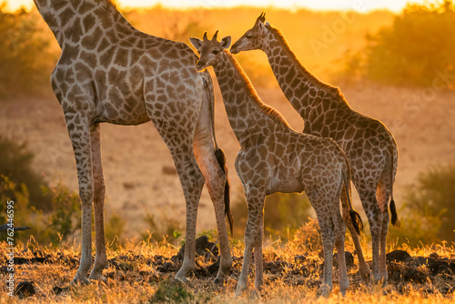 South African giraffe or Cape giraffe (Giraffa giraffa) or (Giraffa camelopardalis giraffa). Mashatu Game Reserve. Northern Tuli Game Reserve.  Botswana.