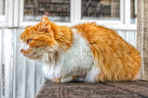 Street red and white fluffy cat is sitting on wooden bench. Cute photo of a yard cat in profile.