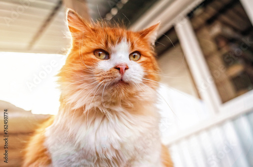 Portrait of a bold red fluffy cat with white chest fur looking at the camera. Blurred background.