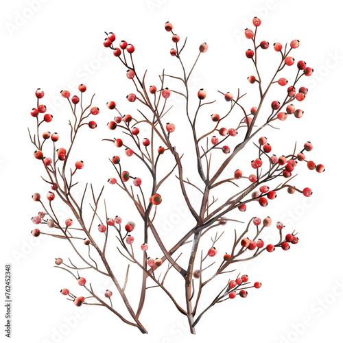 watercolor of Spiky branches adorned with small, fiery red berries, plants